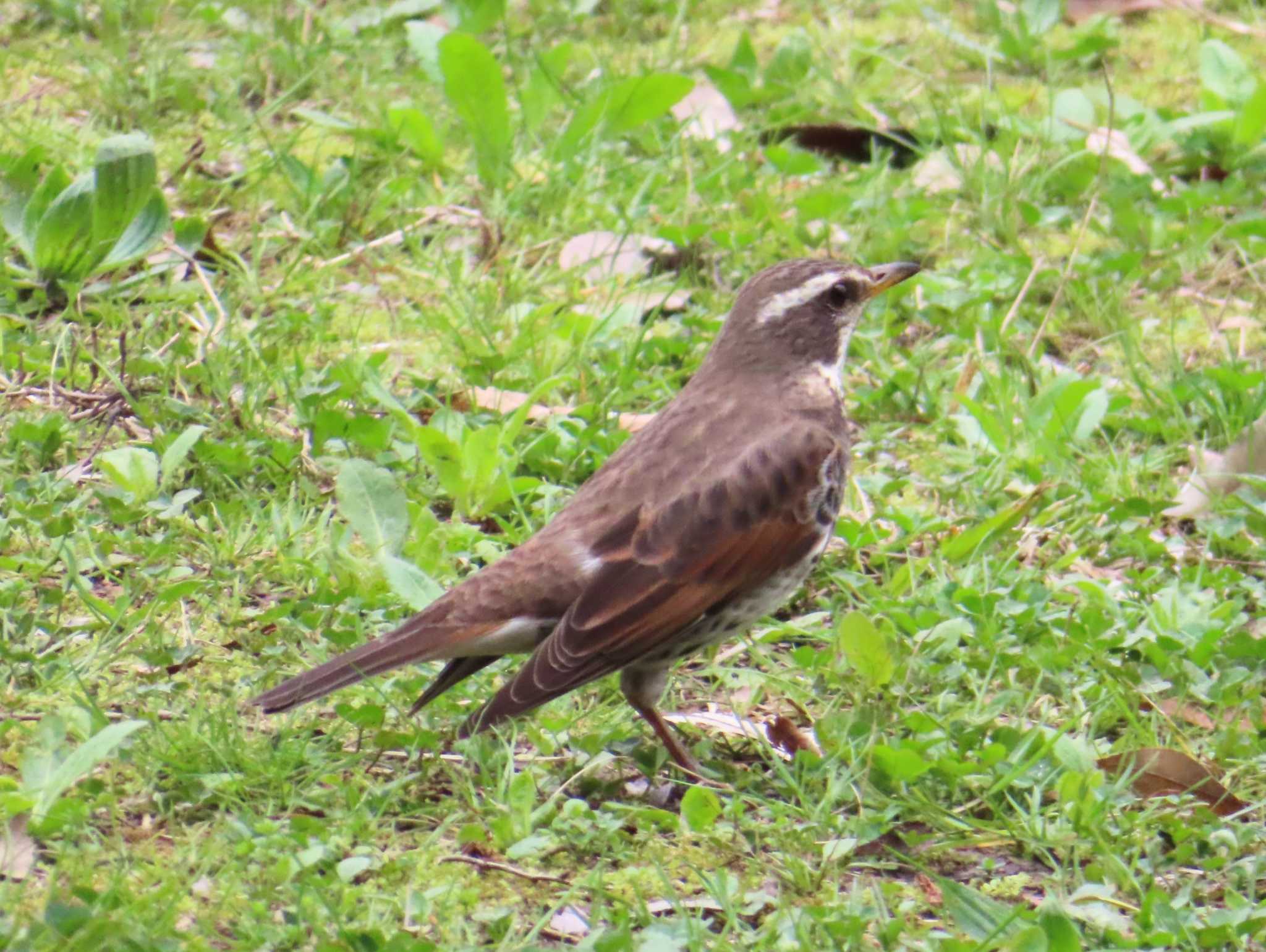 Dusky Thrush