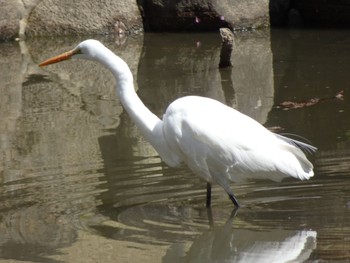 Unknown Species Nara Park Sat, 3/2/2024