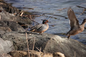 Eurasian Teal Unknown Spots Fri, 3/29/2024