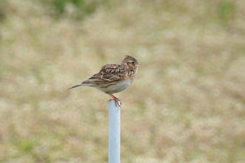 Eurasian Skylark Unknown Spots Sun, 3/24/2024