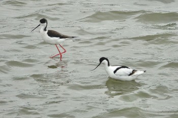 Pied Avocet Unknown Spots Sun, 3/24/2024