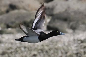 スズガモ 葛西臨海公園 2024年3月31日(日)