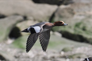 ヒドリガモ 葛西臨海公園 2024年3月31日(日)