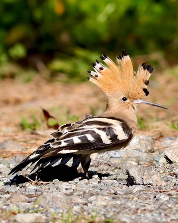 Eurasian Hoopoe 関東 Sun, 3/31/2024