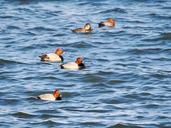 Common Pochard 旧波崎漁港 Sat, 3/16/2024