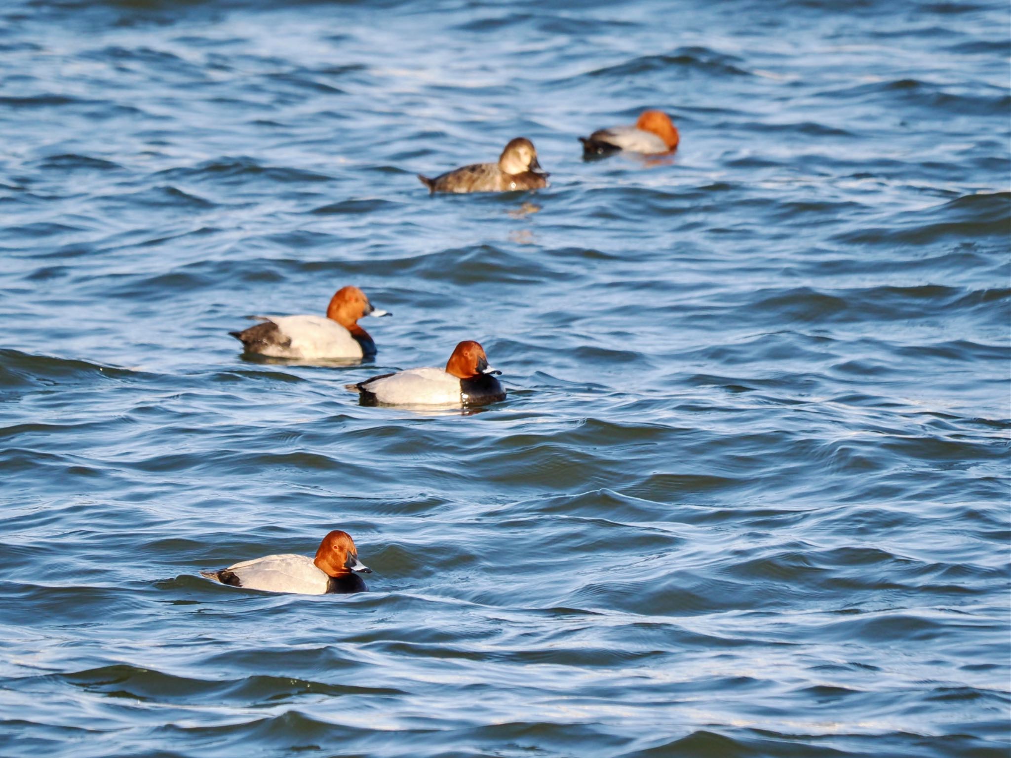 Photo of Common Pochard at 旧波崎漁港 by クロやん