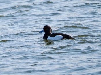 Tufted Duck 旧波崎漁港 Sat, 3/16/2024