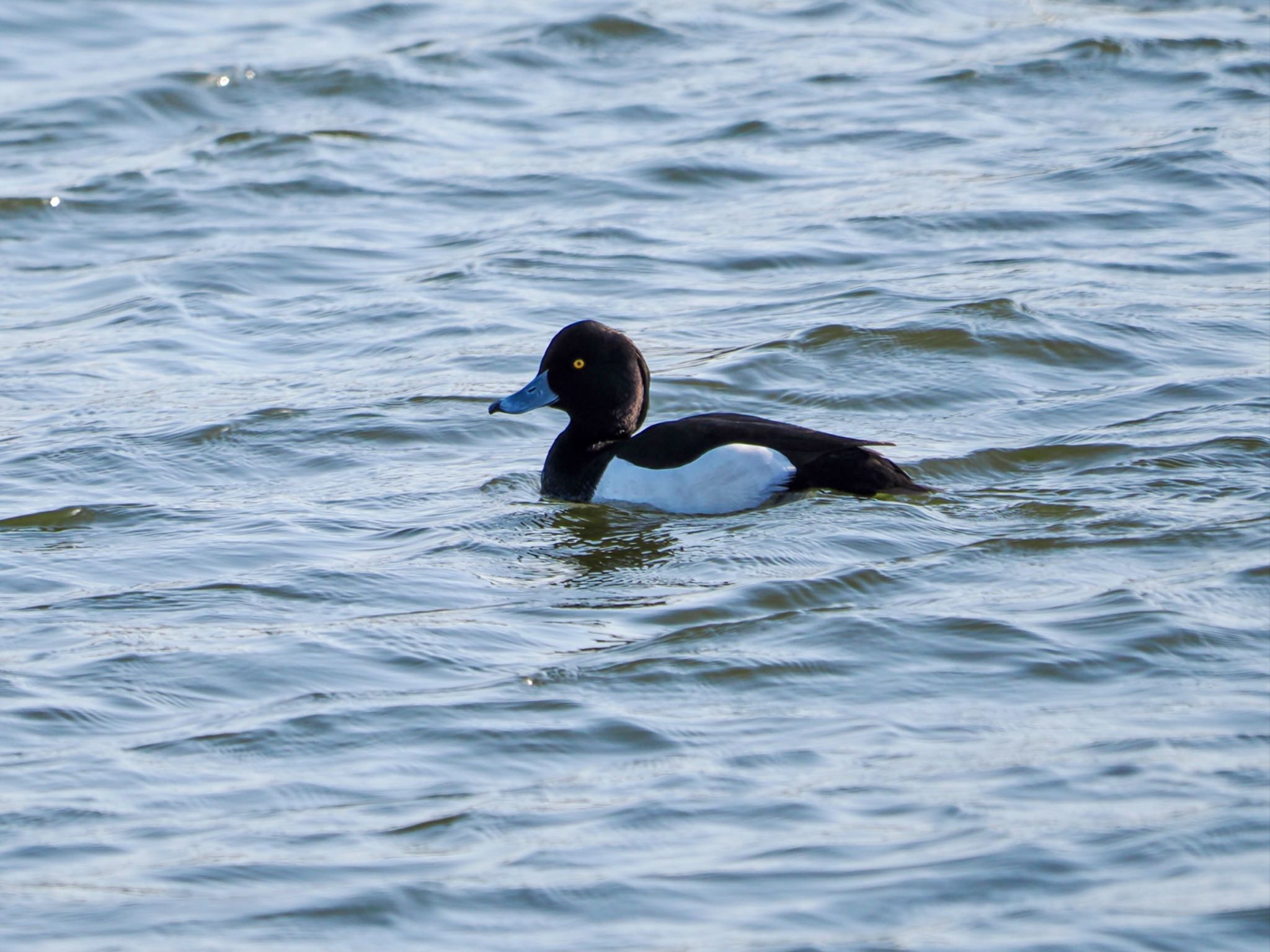 Tufted Duck