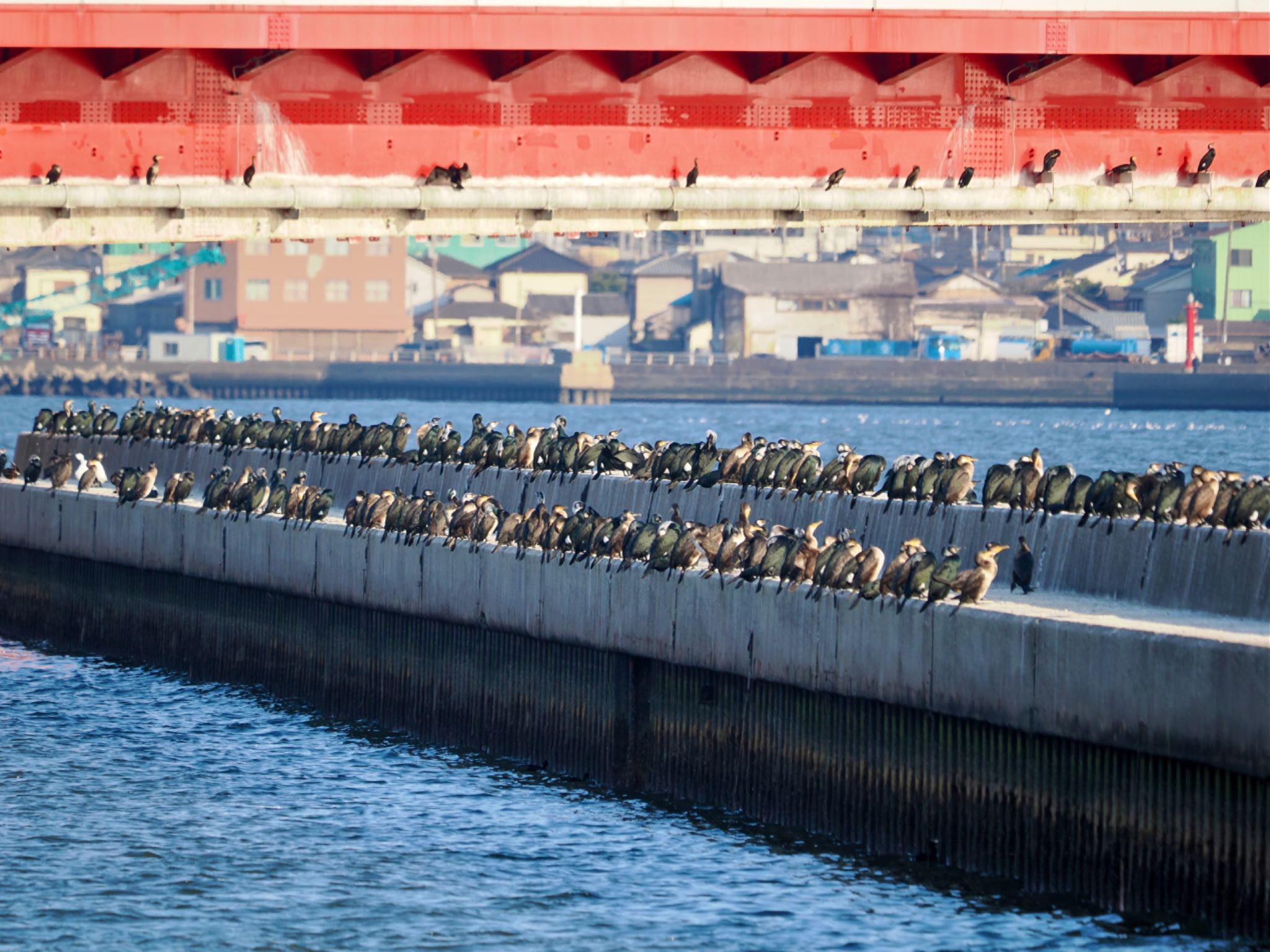 Japanese Cormorant