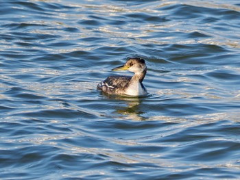 Red-necked Grebe 旧波崎漁港 Sat, 3/16/2024