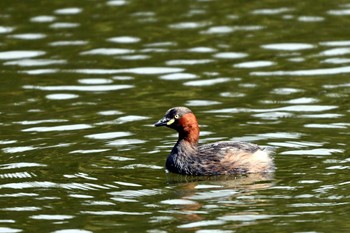 Little Grebe 上野台公園（東海市） Thu, 4/4/2024