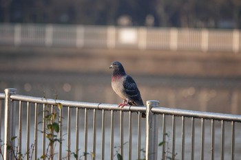 カワラバト 昆陽池公園 2018年12月21日(金)