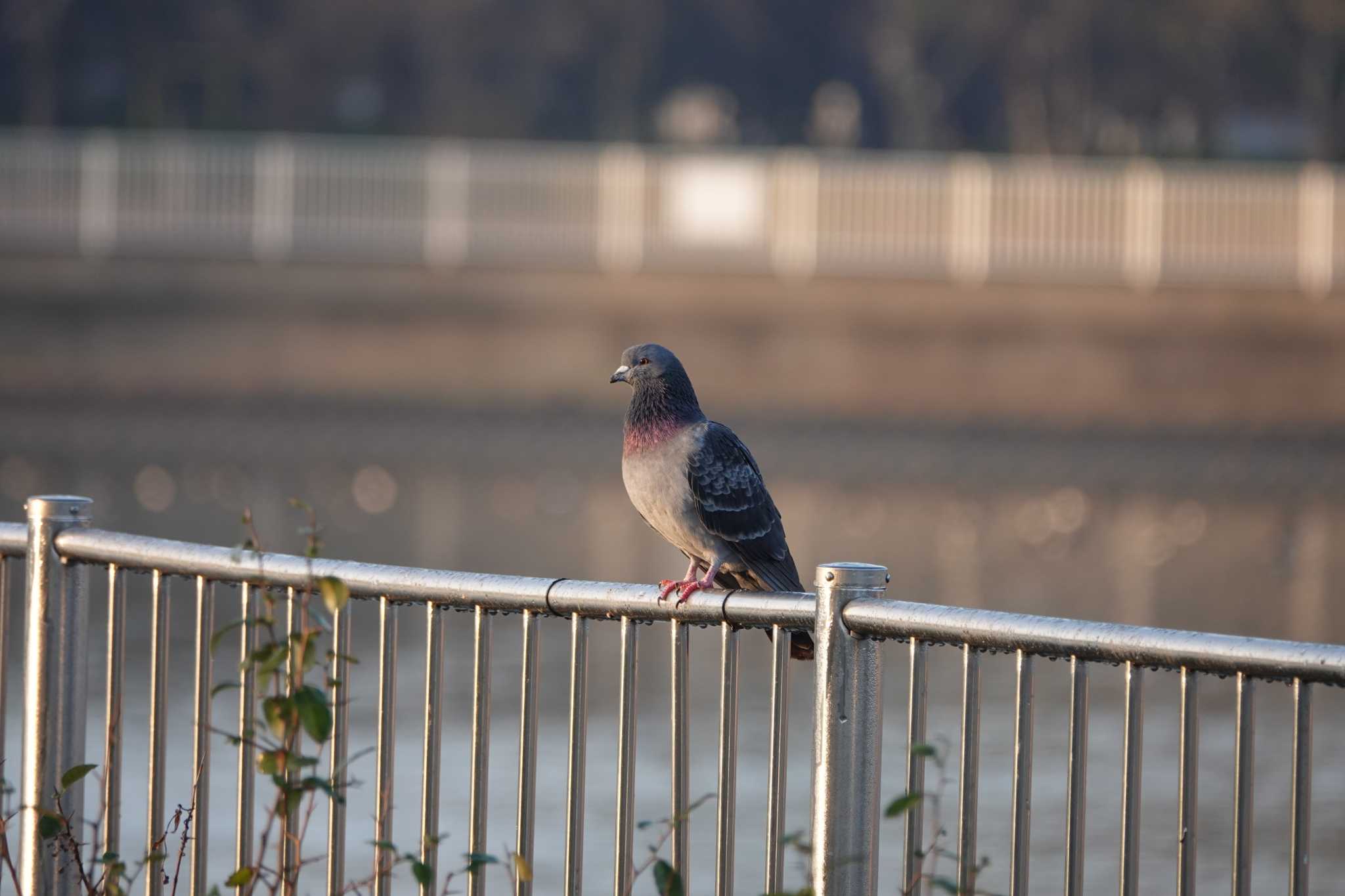 昆陽池公園 カワラバトの写真 by レスター