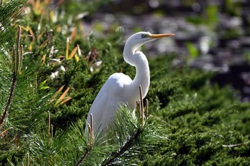 Great Egret 上野台公園（東海市） Thu, 4/4/2024