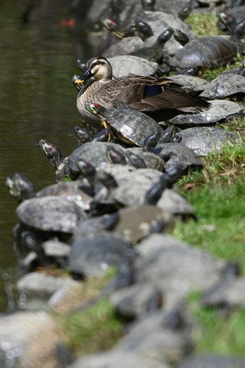 Eastern Spot-billed Duck 上野台公園（東海市） Thu, 4/4/2024