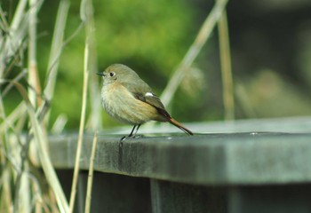 Daurian Redstart Nagahama Park Unknown Date