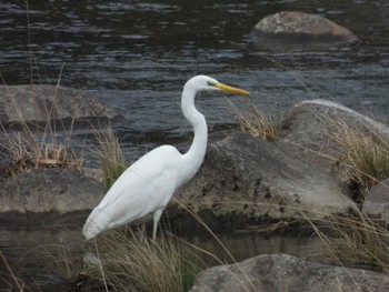 Great Egret(modesta)  奈良県山添村 Thu, 4/4/2024