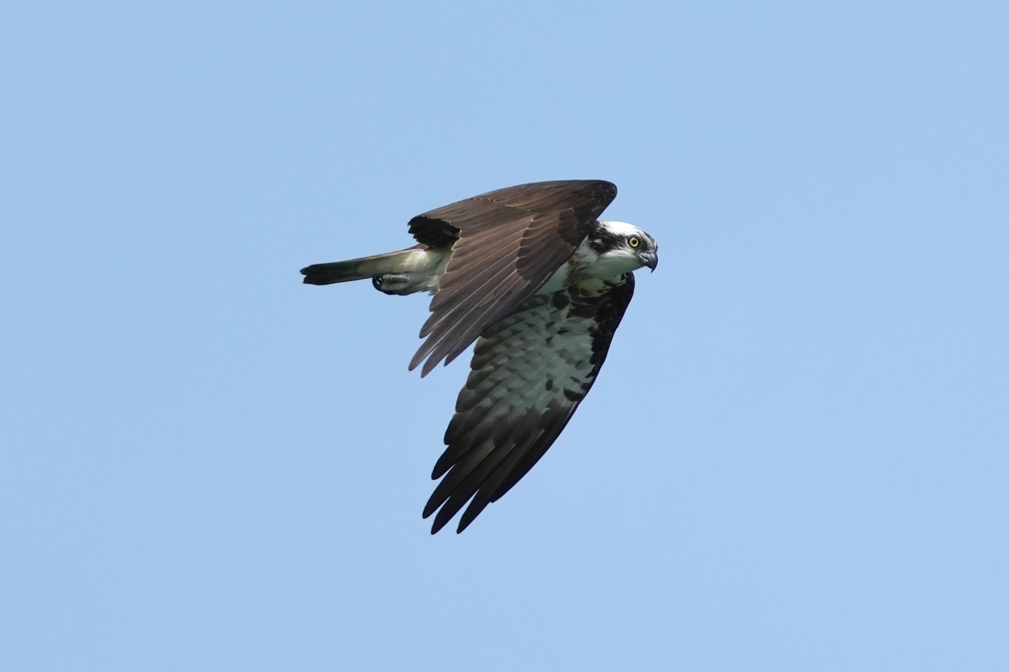 Photo of Osprey at 隠岐(島根県) by あらどん