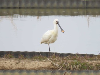 2024年4月3日(水) 伊豆沼の野鳥観察記録