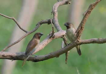 Scaly-breasted Munia Wachirabenchathat Park(Suan Rot Fai) Wed, 4/3/2024