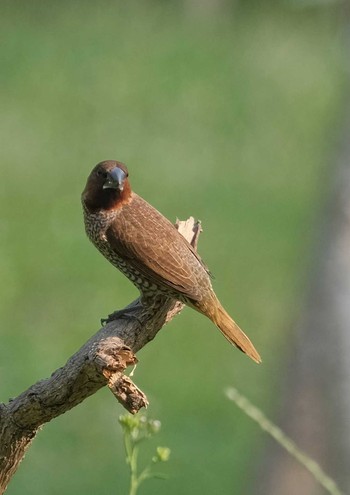 Scaly-breasted Munia Wachirabenchathat Park(Suan Rot Fai) Wed, 4/3/2024