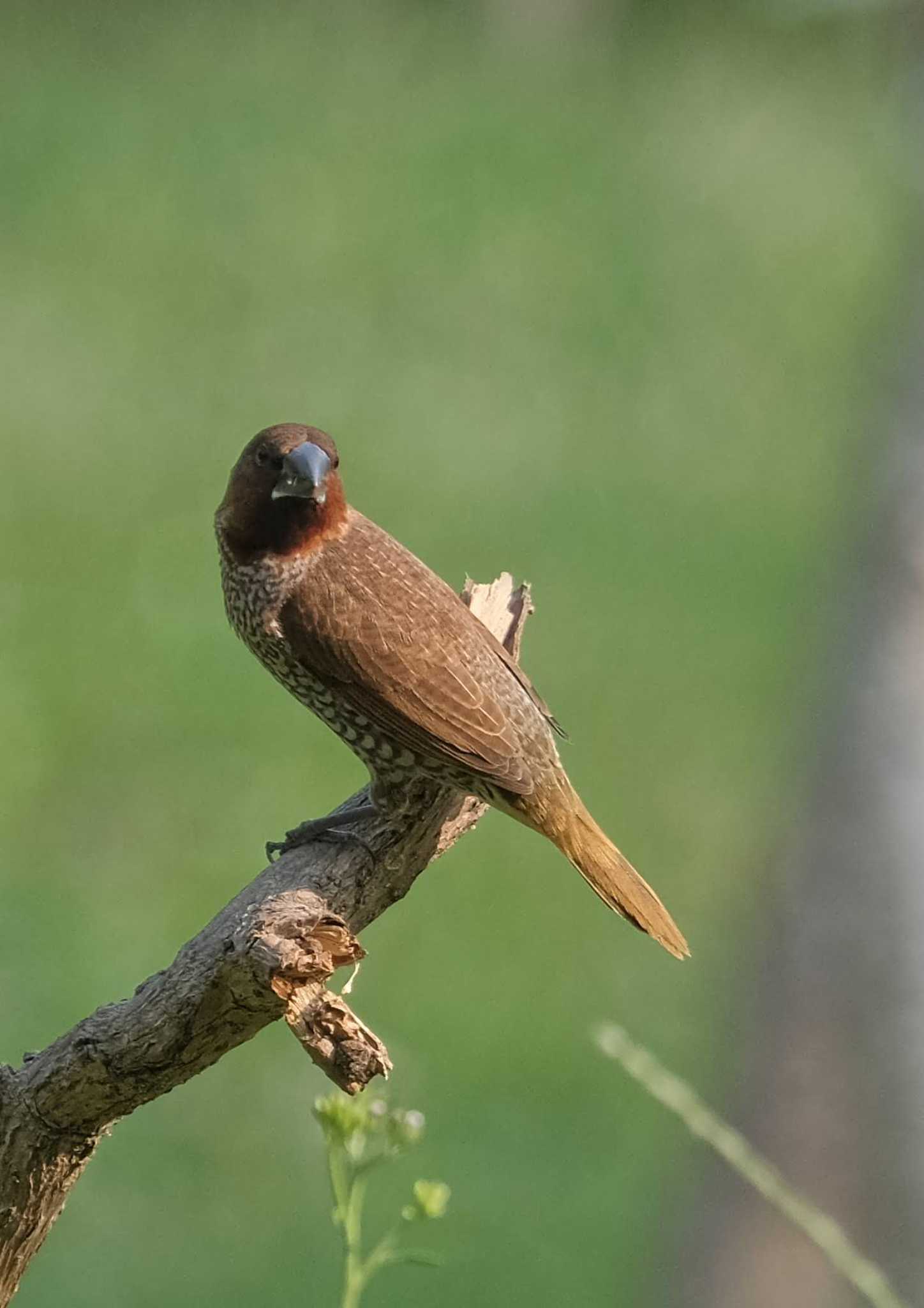 Scaly-breasted Munia