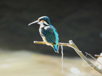 Common Kingfisher 四季の森公園(横浜市緑区) Fri, 3/29/2024