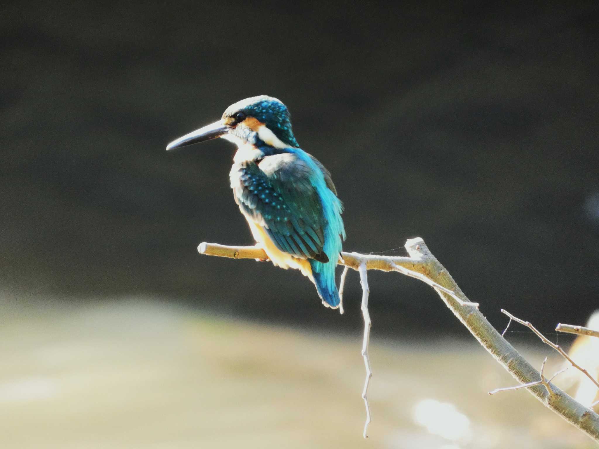 Common Kingfisher