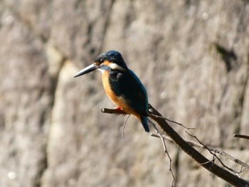 Common Kingfisher 四季の森公園(横浜市緑区) Fri, 3/29/2024