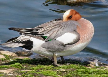 Eurasian Wigeon Musashino-no-mori Park Sun, 3/31/2024