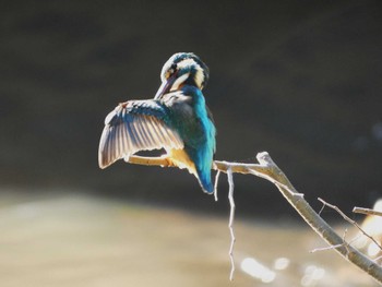 Common Kingfisher 四季の森公園(横浜市緑区) Fri, 3/29/2024