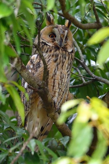 Long-eared Owl Watarase Yusuichi (Wetland) Mon, 4/1/2024