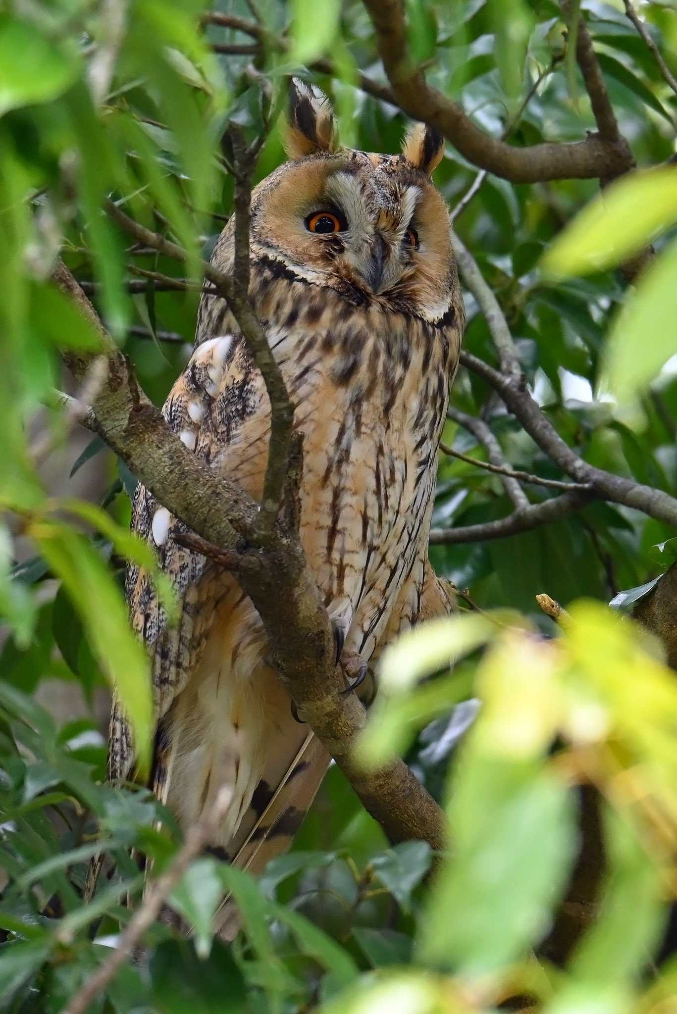 Long-eared Owl by Rothlega