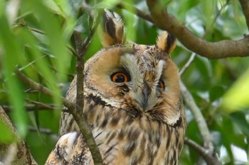 Long-eared Owl Watarase Yusuichi (Wetland) Mon, 4/1/2024