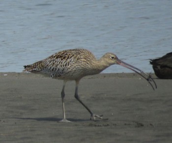 ホウロクシギ 葛西臨海公園 葛西海浜公園 2024年4月2日(火)