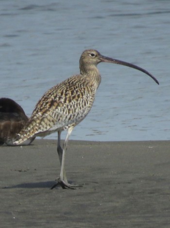 ホウロクシギ 葛西臨海公園 葛西海浜公園 2024年4月2日(火)