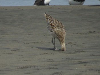 ホウロクシギ 葛西臨海公園 葛西海浜公園 2024年4月2日(火)