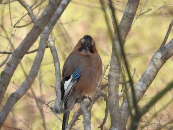 Eurasian Jay(brandtii) Miharashi Park(Hakodate) Thu, 4/4/2024