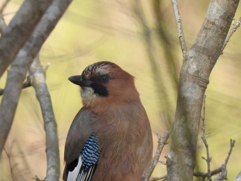 Eurasian Jay(brandtii) Miharashi Park(Hakodate) Thu, 4/4/2024