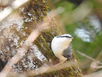 Eurasian Nuthatch(asiatica) Miharashi Park(Hakodate) Thu, 4/4/2024