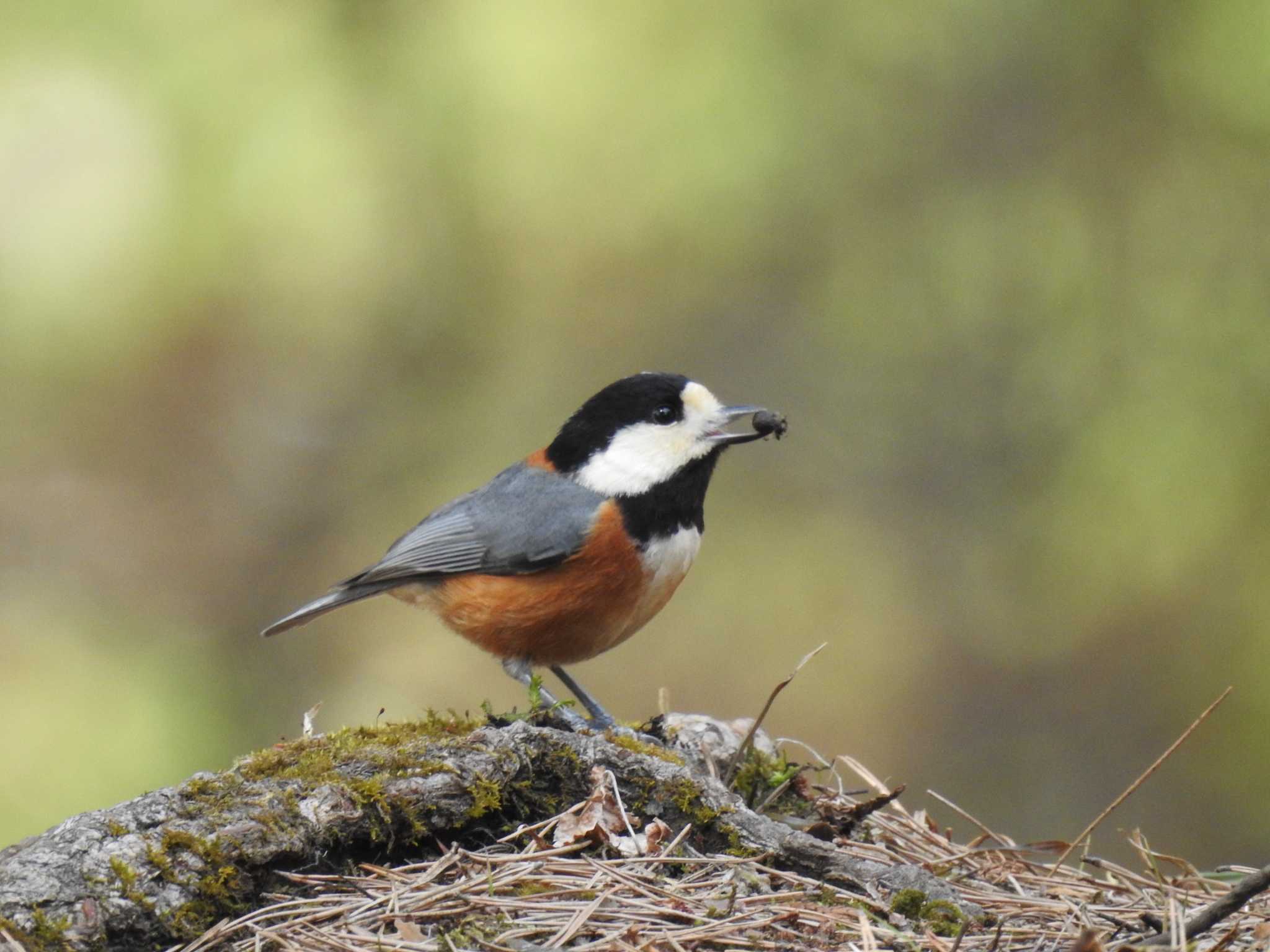 Varied Tit