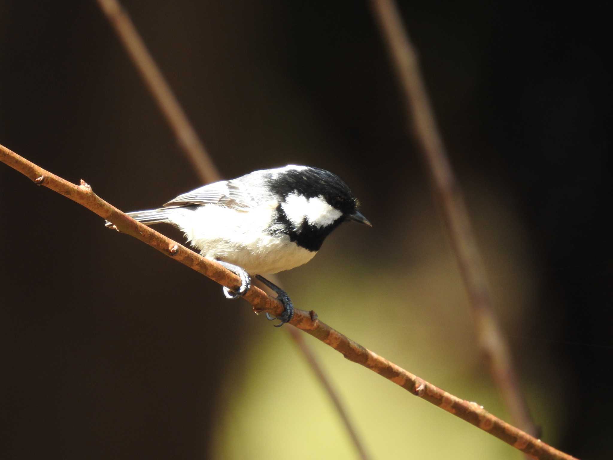 Coal Tit