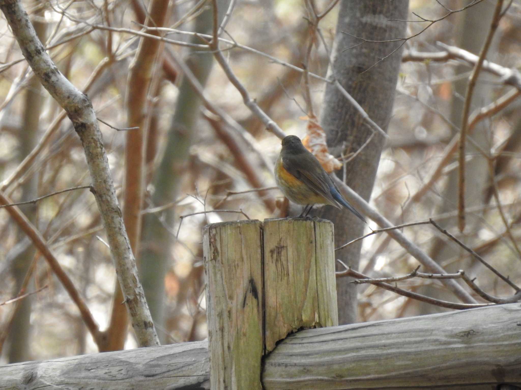 Red-flanked Bluetail