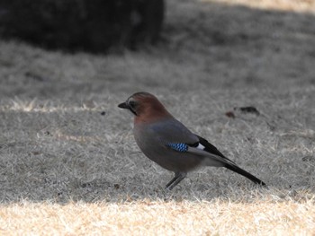 Eurasian Jay(brandtii) Miharashi Park(Hakodate) Thu, 4/4/2024