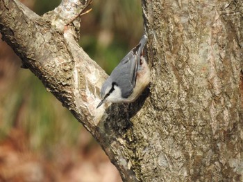 Eurasian Nuthatch(asiatica) Miharashi Park(Hakodate) Thu, 4/4/2024