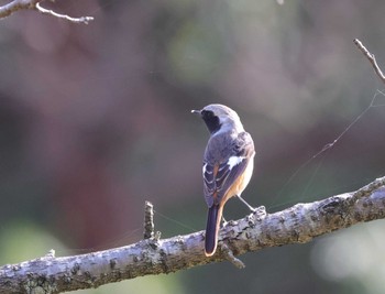 Daurian Redstart 多摩地区 Sat, 3/30/2024