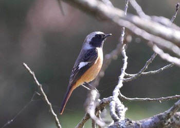 Daurian Redstart 多摩地区 Sat, 3/30/2024