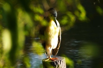 ゴイサギ 洗足池公園 2022年11月3日(木)