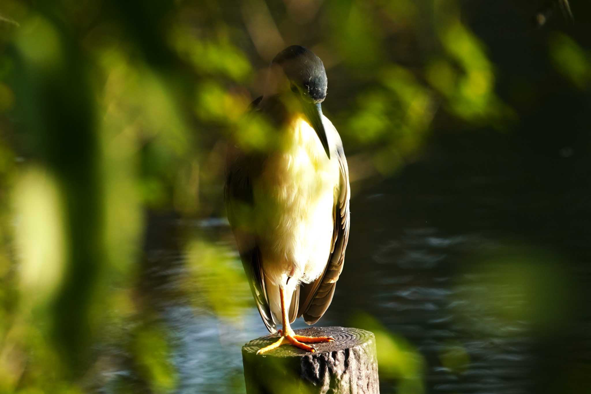 Photo of Black-crowned Night Heron at 洗足池公園 by na san