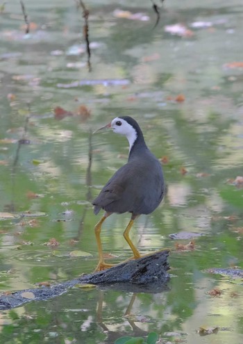 White-breasted Waterhen Wachirabenchathat Park(Suan Rot Fai) Wed, 4/3/2024